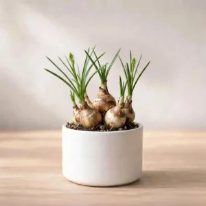 Tillandsia Lonantha Air Plant Live (1Pc)