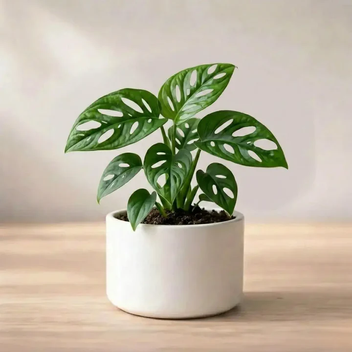 Money Plant Sapling (1pc) - Image 3