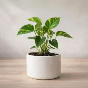 Money Plant Sapling (1pc)