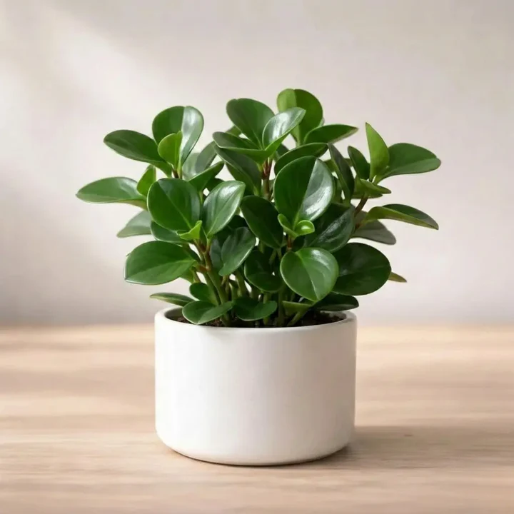 Money Plant Sapling (1pc) - Image 6