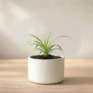Golden Money Plant Sapling (1pc)
