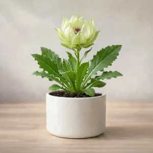 Philodendron Xanadu Plant Sapling (1pc) Plant