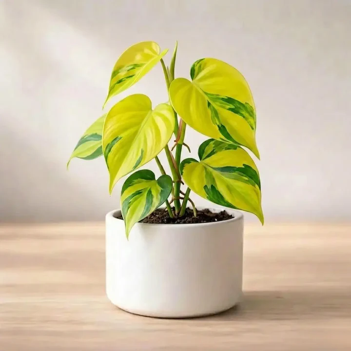 The Peace Lily plant - Image 3