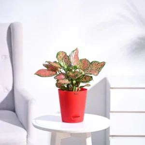 Gardening Pot 2.5inch (3Pcs)