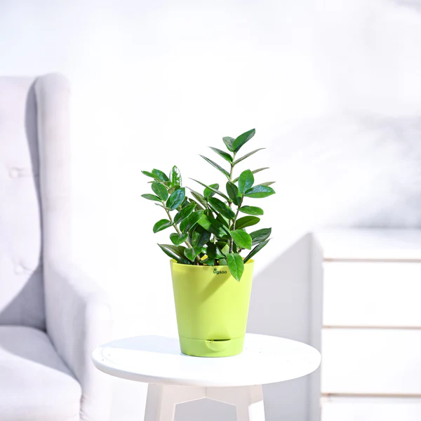 Jade Plant Sapling (1pc) - Image 5