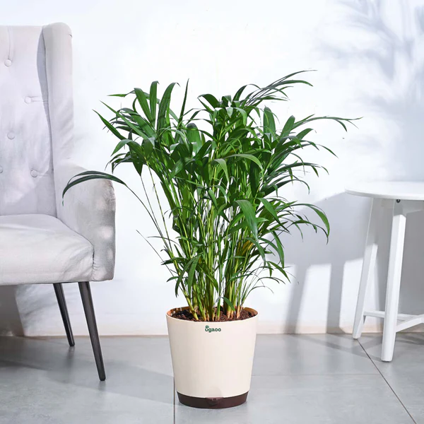 Rubber Plant Sapling (1pc) - Image 2
