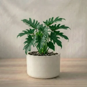 Syngonium Confetti Plant Sapling (1pc)