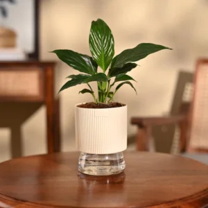 Brahma Kamal Plant Sapling (1Pc)