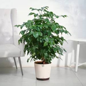 Desert Rose Adenium Plant Sapling (1pc)