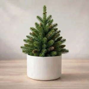 ZZ Plant Sapling(1Pc)