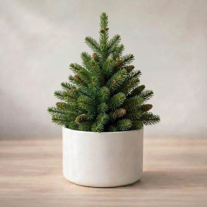 Rubber Plant Sapling (1pc) - Image 4