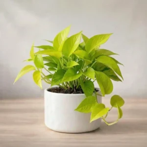 Monstera Broken Heart Plant Sapling (1pc)