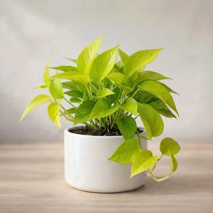 Jade Plant Sapling (1pc) - Image 3