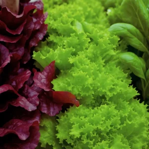 Plant Growth Promoter (5 gms for 5 plants)