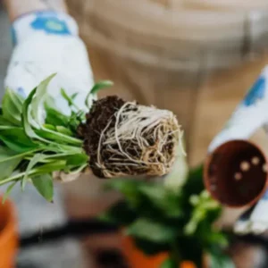 Rooting Hormone (5gms)