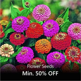 Zinnia Double Mix Seeds (30 seeds)